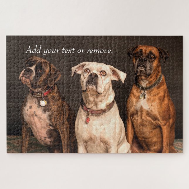 Portraitfoto von 3 niedlichen Boxerhunden. (Horizontal)
