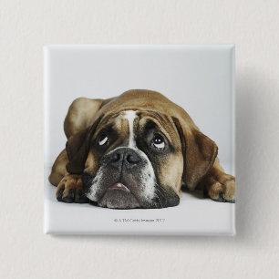 Porträt alter Tyme Bulldogge Dorsets Button