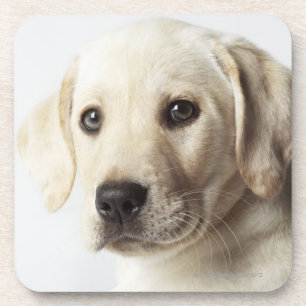 Porträt blonden Labrador retriever-Welpen Getränkeuntersetzer