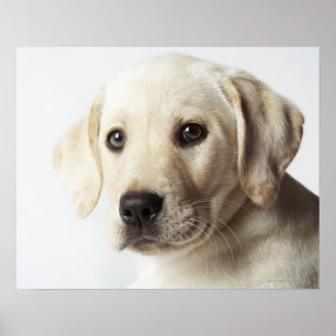 Porträt blonden Labrador retriever-Welpen Poster