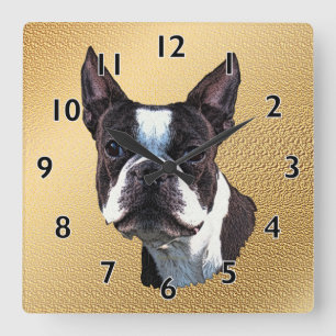 Porträt Bostons Terrier Quadratische Wanduhr