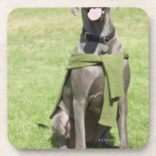 Porträt der blauen Deutscher Dogge Getränkeuntersetzer