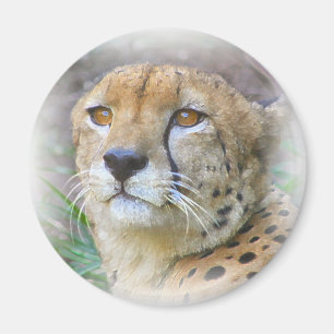 Porträt der Cheetah Magnet