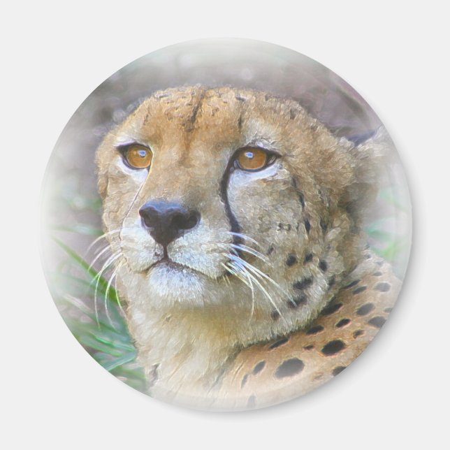 Porträt der Cheetah Magnet (Vorne)