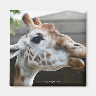 Porträt der Giraffe (Giraffa camelopardalis) Magnet