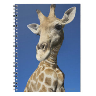 Porträt der Giraffe (Giraffa Camelopardalis) Notizblock