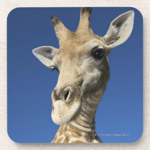 Porträt der Giraffe (Giraffa Camelopardalis) Untersetzer