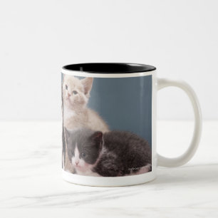 Porträt der Gruppe Kätzchen Zweifarbige Tasse