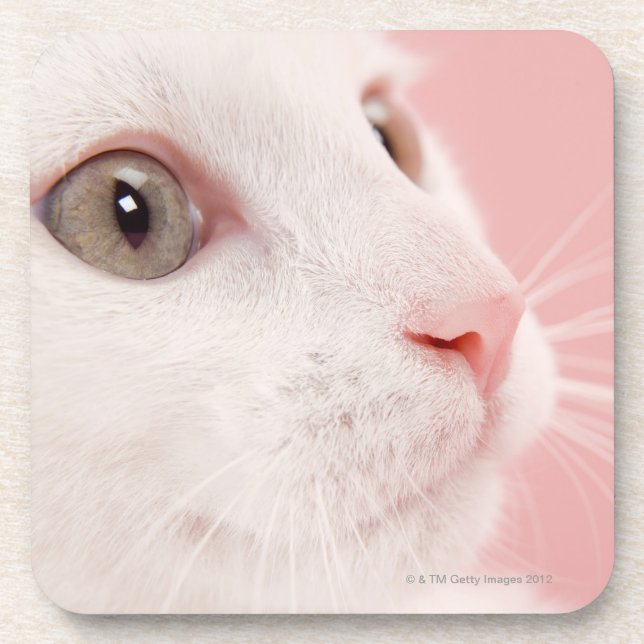 Porträt der Katze Getränkeuntersetzer (Vorderseite)