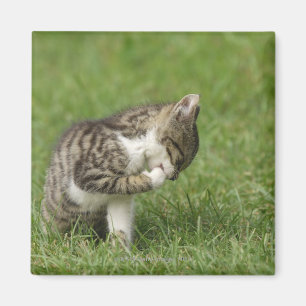 Porträt der Katze Magnet