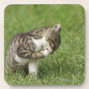 Porträt der Katze Untersetzer