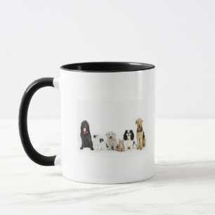 Porträt der Katzen und der Hunde, die zusammen Tasse