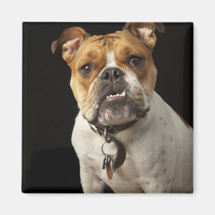 Porträt der tan und weißen Bulldogge mit Kragen Magnet