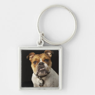 Porträt der tan und weißen Bulldogge mit Kragen Schlüsselanhänger