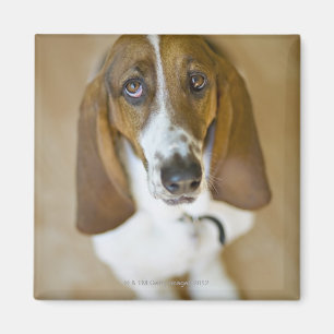 Porträt des Bassets, Washington Magnet