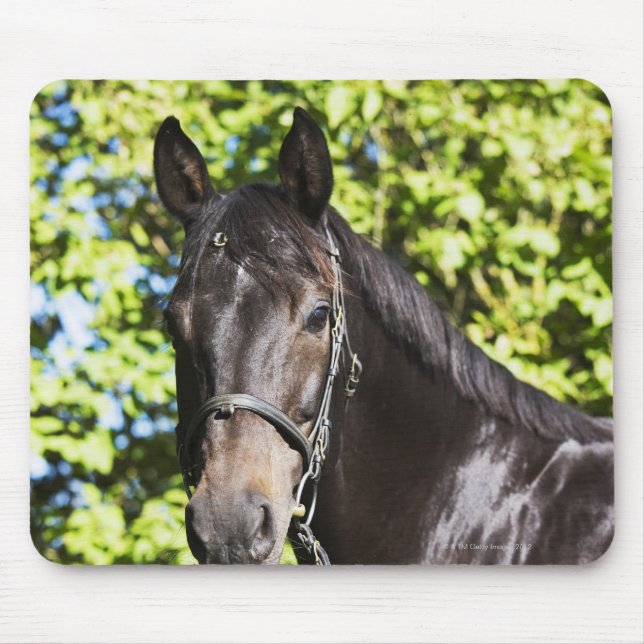 Porträt des braunen Pferdes 2 Mousepad (Vorne)