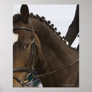 Porträt des Dressagepferds Poster