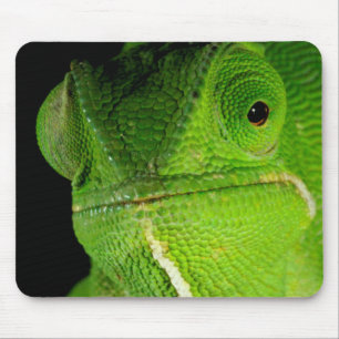 Porträt des flap-hals-chamäleons mousepad