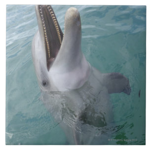 Porträt des gemeinen Bottlenose-Delphins, Fliese
