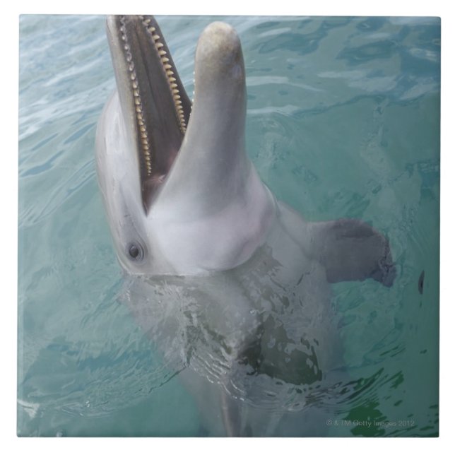 Porträt des gemeinen Bottlenose-Delphins, Fliese (Vorderseite)