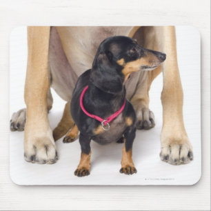 Porträt des großen Dänen und der Dackel Mousepad