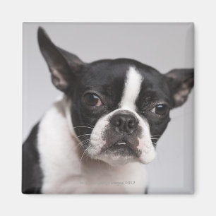 Porträt des Hundes Magnet