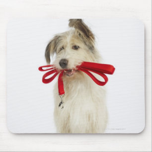 Porträt des Hundes mit Leine Mousepad