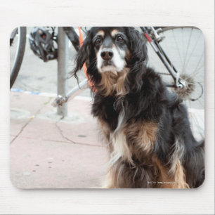 Porträt des Hundes wartete erwartungsvoll für Mousepad
