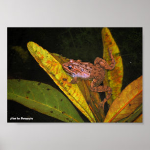 Porträt des Iberischen Wasserfroschs Poster