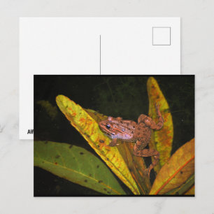 Porträt des Iberischen Wasserfroschs Postkarte