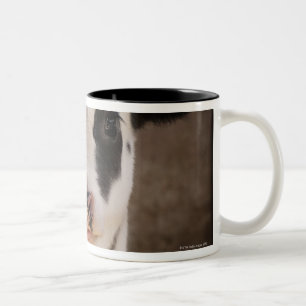 Porträt des jungen Kalbs im Stall Zweifarbige Tasse