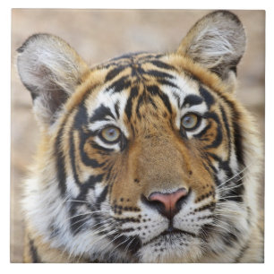 Porträt des königlichen Bengal-Tigers, Ranthambhor Fliese