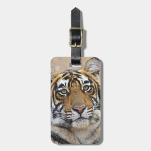 Porträt des königlichen Bengal-Tigers, Ranthambhor Gepäckanhänger