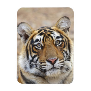 Porträt des königlichen Bengal-Tigers, Ranthambhor Magnet