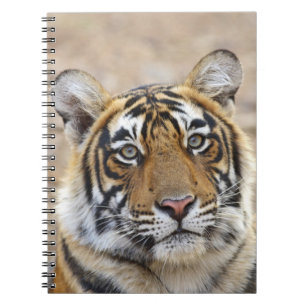 Porträt des königlichen Bengal-Tigers, Ranthambhor Notizblock
