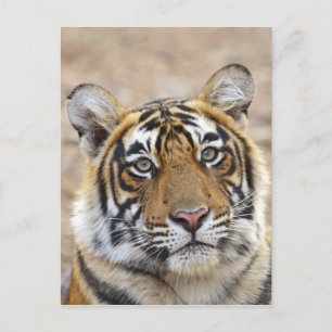 Porträt des Königlichen Bengal-Tigers, Ranthambhor Postkarte