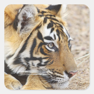 Porträt des königlichen Bengal-Tigers, Ranthambhor Quadratischer Aufkleber