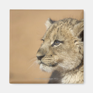 Porträt des Löwejungen (Panthera Löwe), Namibia Magnet