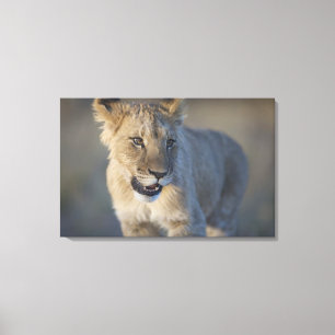 Porträt des Löwes CUB (Panthera Löwe), Namibia Leinwanddruck