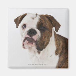 Porträt des niedlichen Bulldoggenwelpen Magnet