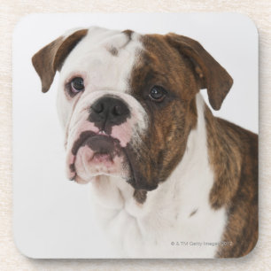 Porträt des niedlichen Bulldoggenwelpen Untersetzer