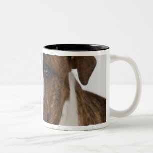Porträt des niedlichen Bulldoggenwelpen Zweifarbige Tasse