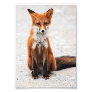 Porträt des niedlichen wilden roten Fuchses mit Fotodruck
