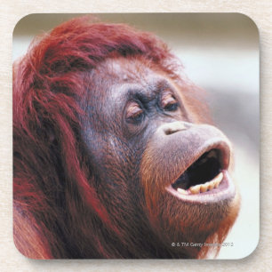 Porträt des Orang-Utans Getränkeuntersetzer