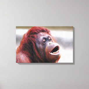 Porträt des Orang-Utans Leinwanddruck