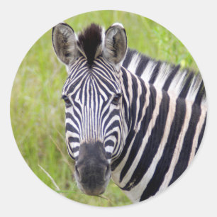 Porträt des Plains Zebras, Hluhluwe-Umfolozi Game Runder Aufkleber