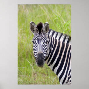 Porträt des Plains Zebras, Hluhluwe-Umfolozi-Wildr Poster