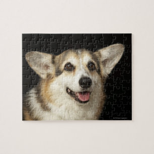 Porträt des schwarzen, braunen und weißen Corgi