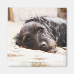 Porträt des schwarzen Hundes liegend im Yard Magnet
