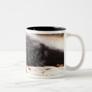 Porträt des schwarzen Hundes liegend im Yard Zweifarbige Tasse